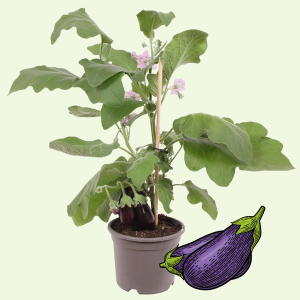 1 Aubergine plant Ø14 cm ↕40 cm