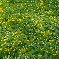 3 Golden Strawberry Plants | Waldsteinia ternata | Garden Plants | Plants