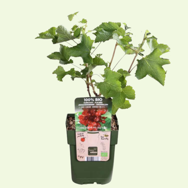 3 Aalbessen planten Ø13 cm ↕20 cm