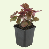 3 Atlantische Klimopplanten ‘Hedera hibernica’ Ø9 cm ↕15 cm