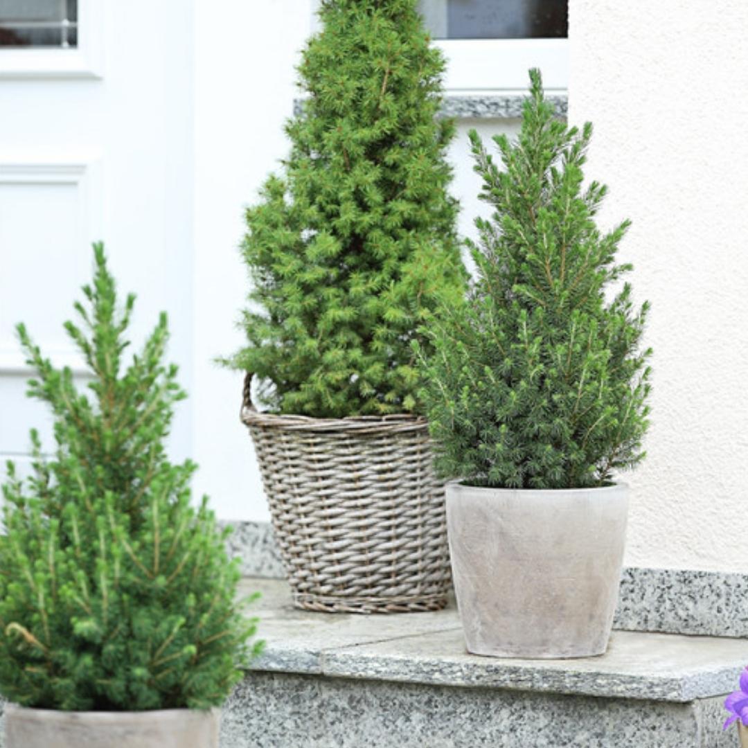 Weihnachtsbaum Picea Conica