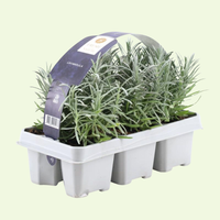 6 Blauwe Lavendelplanten ‘Lavandula angustifolia’ Ø7 cm ↕15 cm