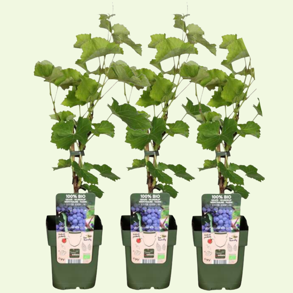 3 Druiven planten Ø13 cm ↕20 cm
