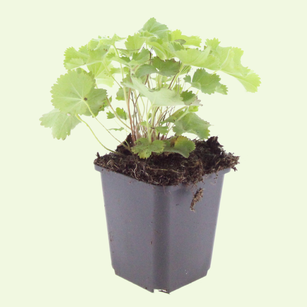 3 Vrouwenmantel Planten ‘Alchemilla mollis’ Ø9 cm ↕15 cm