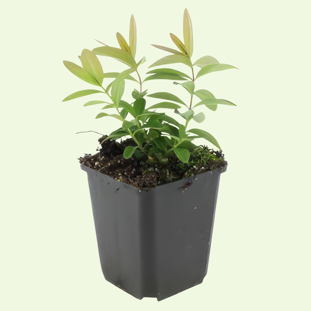 3 Sint-Janskruid Planten ‘Hypericum calycinum’ Ø9 cm ↕15 cm