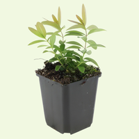 3 Sint-Janskruid Planten ‘Hypericum calycinum’ Ø9 cm ↕15 cm