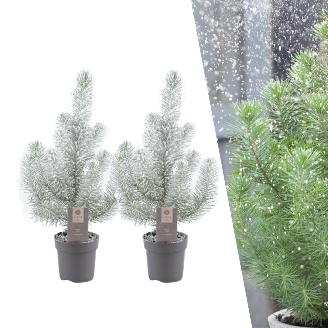 Mini-Weihnachtsbaum verschneit - 2er-Set