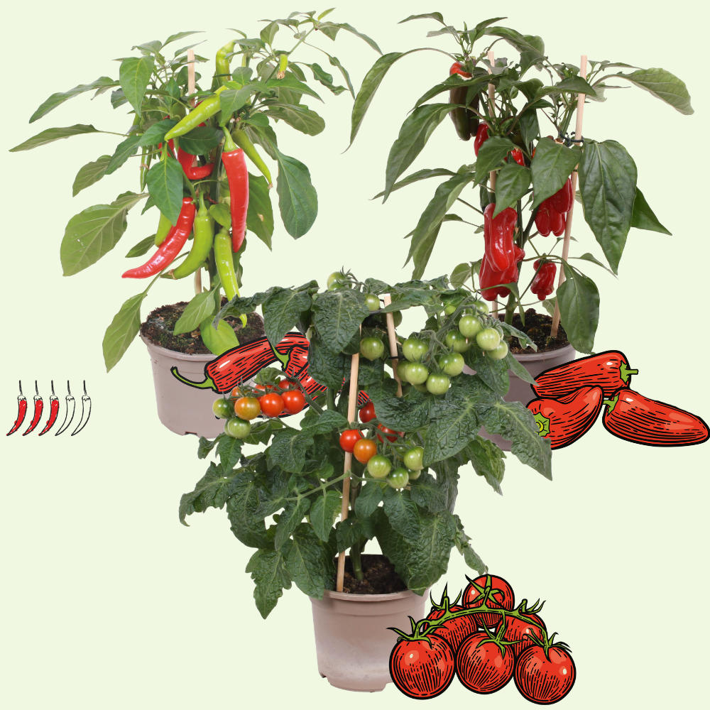 3 BIO groente Planten 'Zonnige Oogst Trio' Ø14 cm ↕40 cm