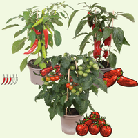 3 BIO groente Planten 'Zonnige Oogst Trio' Ø14 cm ↕40 cm