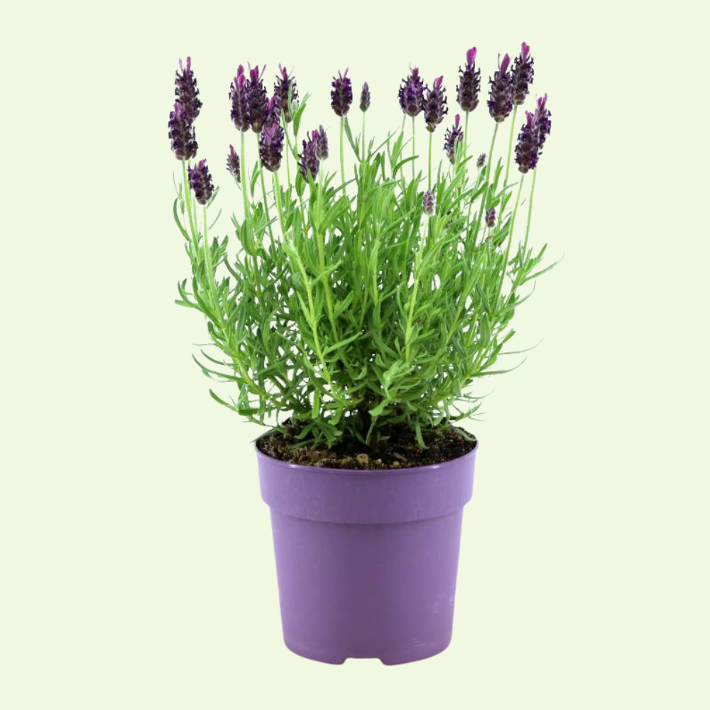 Set of 6 French lavender plants | 6 x Ø12 cm ↕25 cm | Lavandula stoechas Anouk