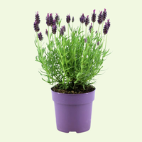 Set of 6 French lavender plants | 6 x Ø12 cm ↕25 cm | Lavandula stoechas Anouk