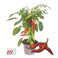 1 Hot Chili peper plant Ø14 cm ↕40 cm