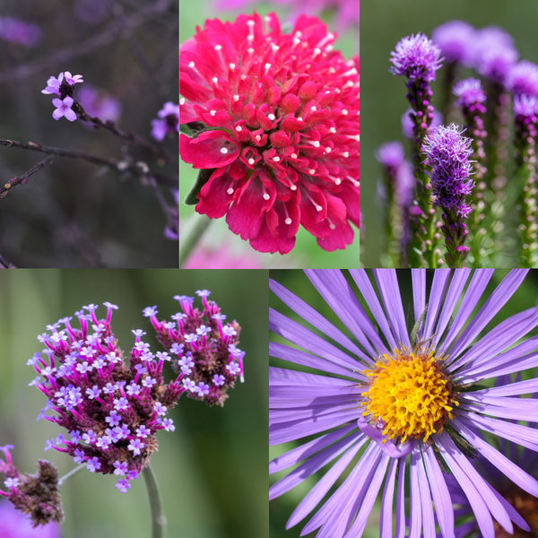 Wilde Natuurborder set van 12, 24, 48, 60 of 120 planten