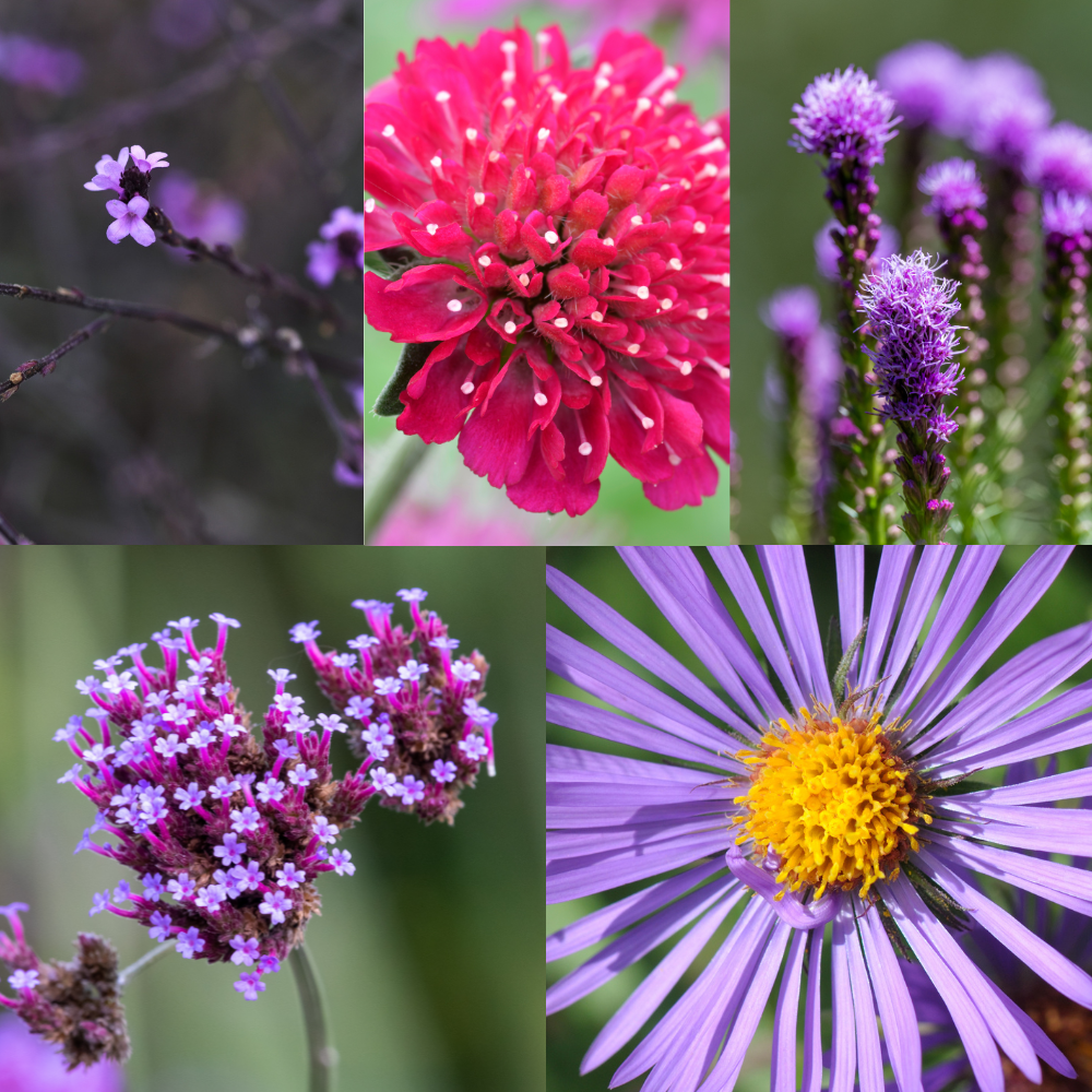 Wilde Natuurborder set van 12, 24, 48, 60 of 120 planten