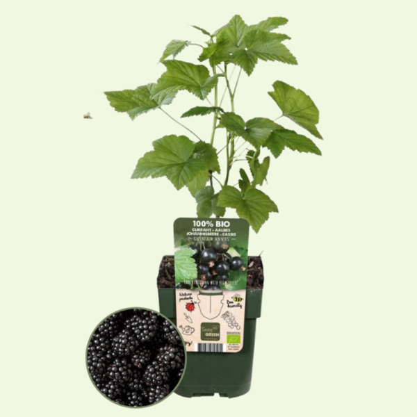 3 Bramen planten Ø13 cm ↕20 cm