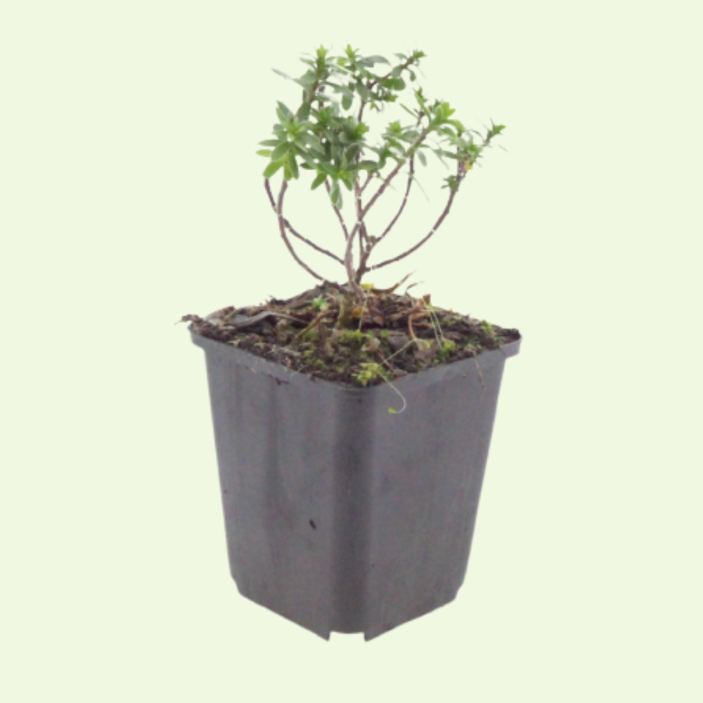 3 Scheefbloem ‘Iberis sempervirens Schneeflocke’ Ø9 cm ↕15 cm