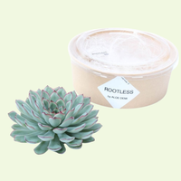 1 Succulent ‘Echeveria Pulidonis’ Ø12–14 cm ↕5 cm