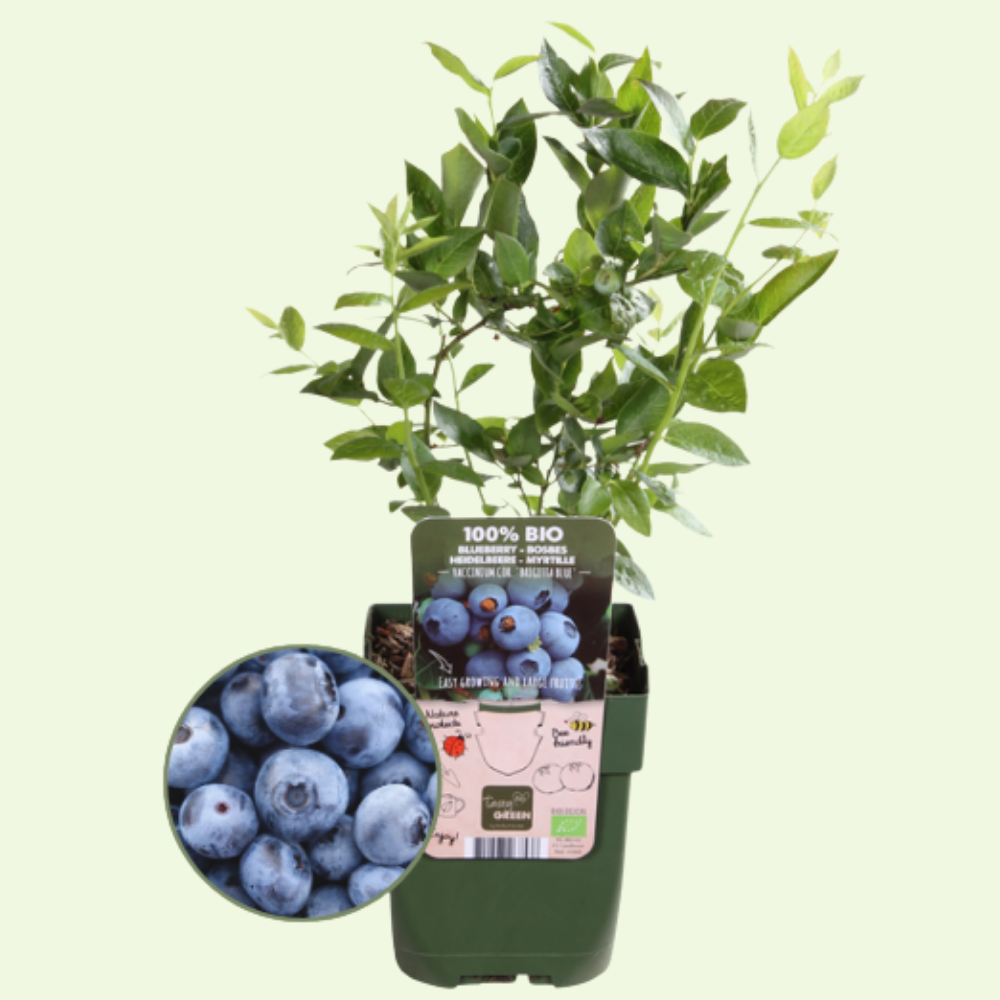 3 blueberry plants | blueberry plants | 100% Organic fruit plants | blueberries