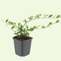 3 Dwergmispel Planten ‘Cotoneaster dammeri’ Ø9 cm ↕15 cm