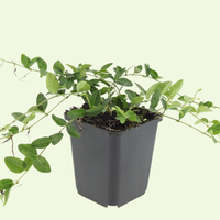 3 Paarse Maagdenpalm Planten ‘Vinca minor Atropurpurea’ Ø9 cm ↕15 cm
