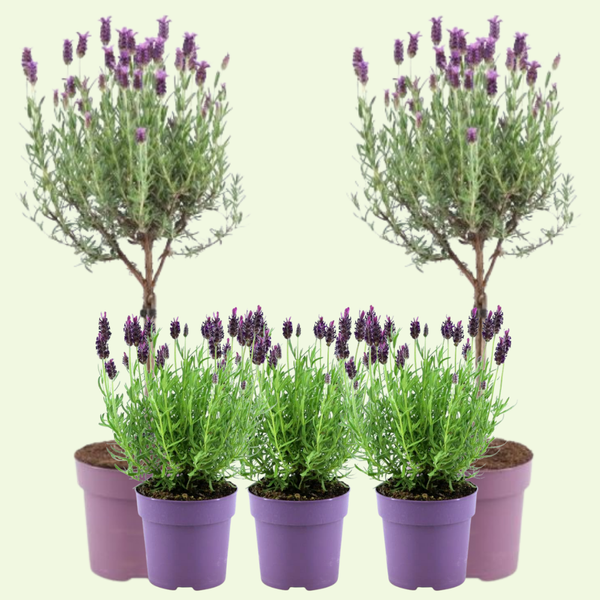 Lavendel Zomer Set - 2 lavendel op stam en 3x Lavandula stoechas ‘Anouk’
