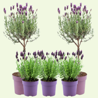 Lavendel Zomer Set - 2 lavendel op stam en 3x Lavandula stoechas ‘Anouk’