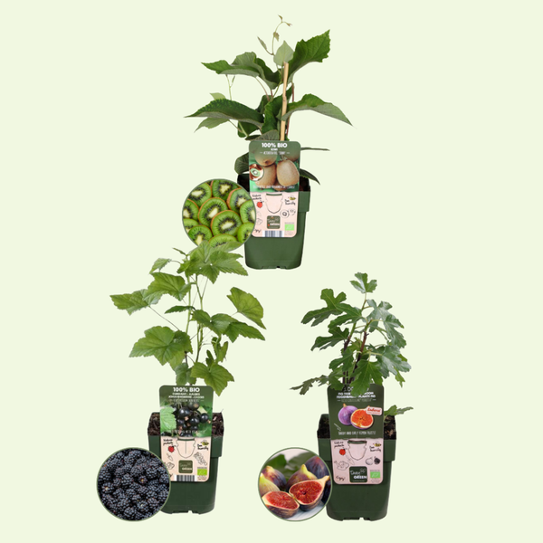3 Bio Fruitplanten 'Zoete Oogst' Ø13 cm ↕20 cm