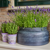Set of 6 French lavender plants | 6 x Ø12 cm ↕25 cm | Lavandula stoechas Anouk