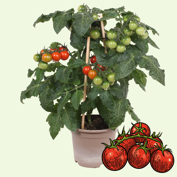 1 Cherrytomaat plant Ø14 cm ↕40 cm