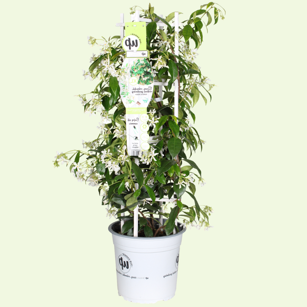1 Toscaanse jasmijn ‘Trachelospermum jasminoides’ Ø23 cm ↕80 cm