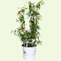 1 Toscaanse jasmijn ‘Trachelospermum jasminoides’ Ø23 cm ↕80 cm