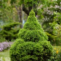 Picea Glauca 'Perfecta' (Tafelkerstboom)