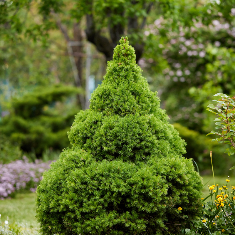 Tafelkerstboompje | 1x Picea glauca perfecta