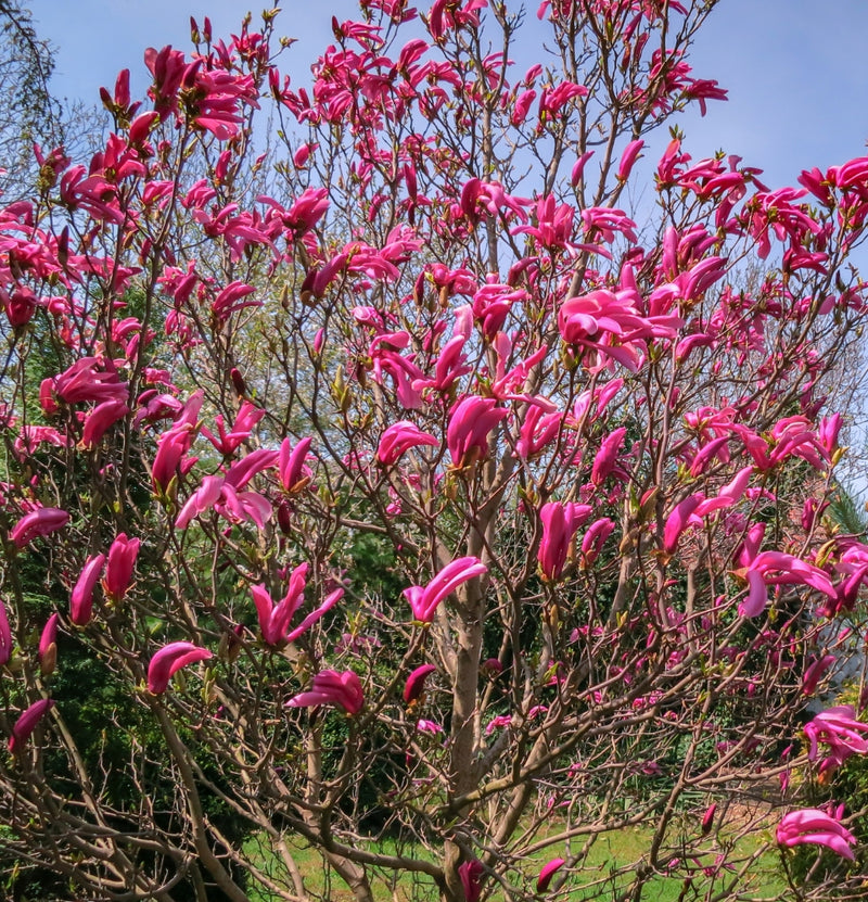 Magnolia Susan conjunto de 3 em rosa