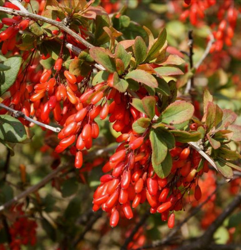 Conjunto de 4 plantas de superalimento de bayas de Goji