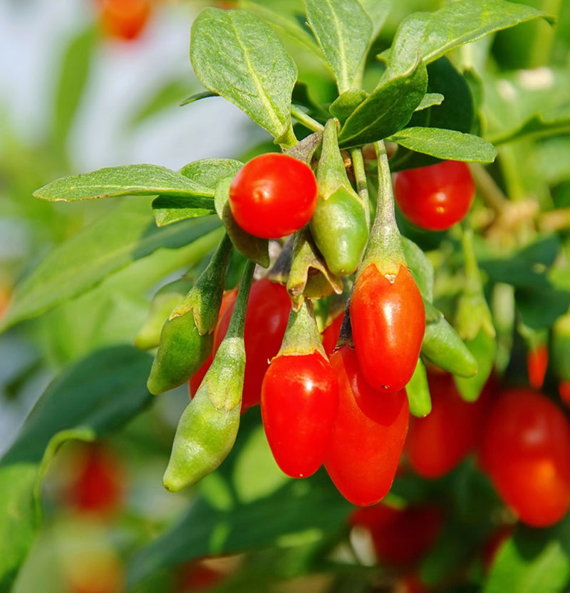 Conjunto de 4 plantas de superalimento de bayas de Goji