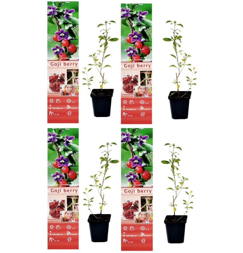 Conjunto de 4 plantas de superalimento de bayas de Goji