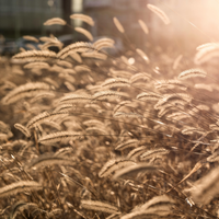 NatureNest Border Package Stella