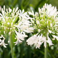 1 Agapanthus wit ‘Agapanthus’ Ø23 cm ↕80 cm