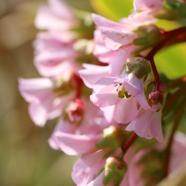 Bergenia cordifolia (Schoenlappersplant set van 3) Wintergroene borderplant