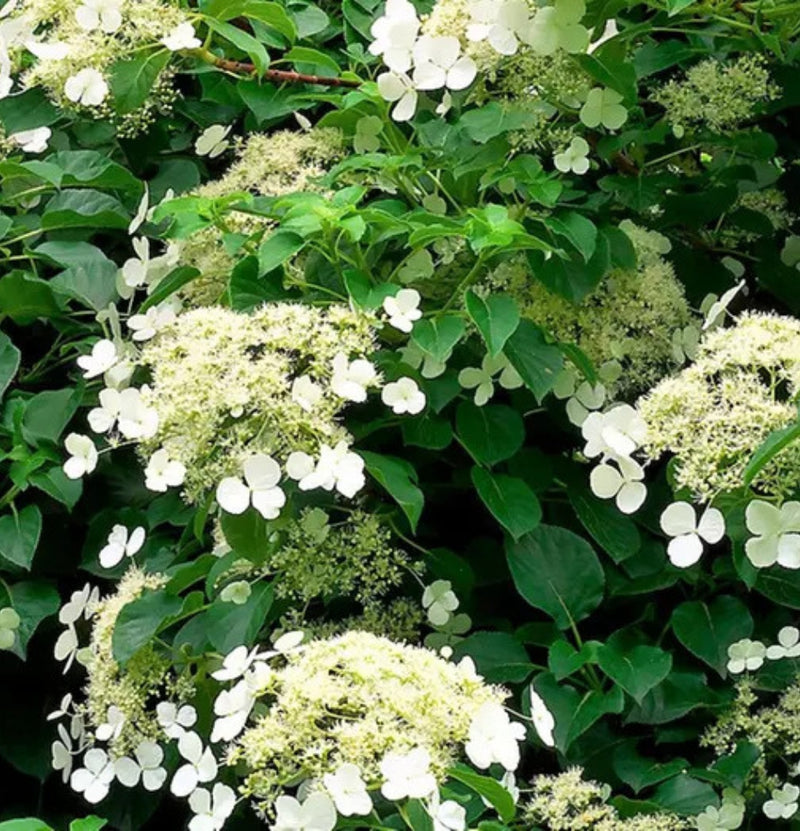 Klimhortensia definiu van 2-4-8