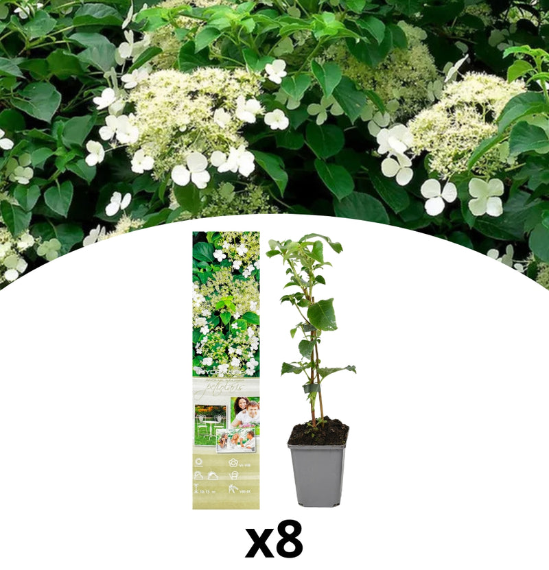 Klimhortensia x 8