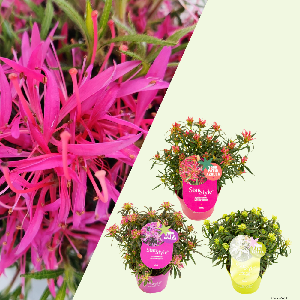 Rhododendron Azalea StarStyle Lila (Azalea StarStyle Mix) Set van 6,  Pink, White, lila