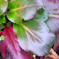 Bergenia cordifolia (Schoenlappersplant set van 3) Wintergroene borderplant
