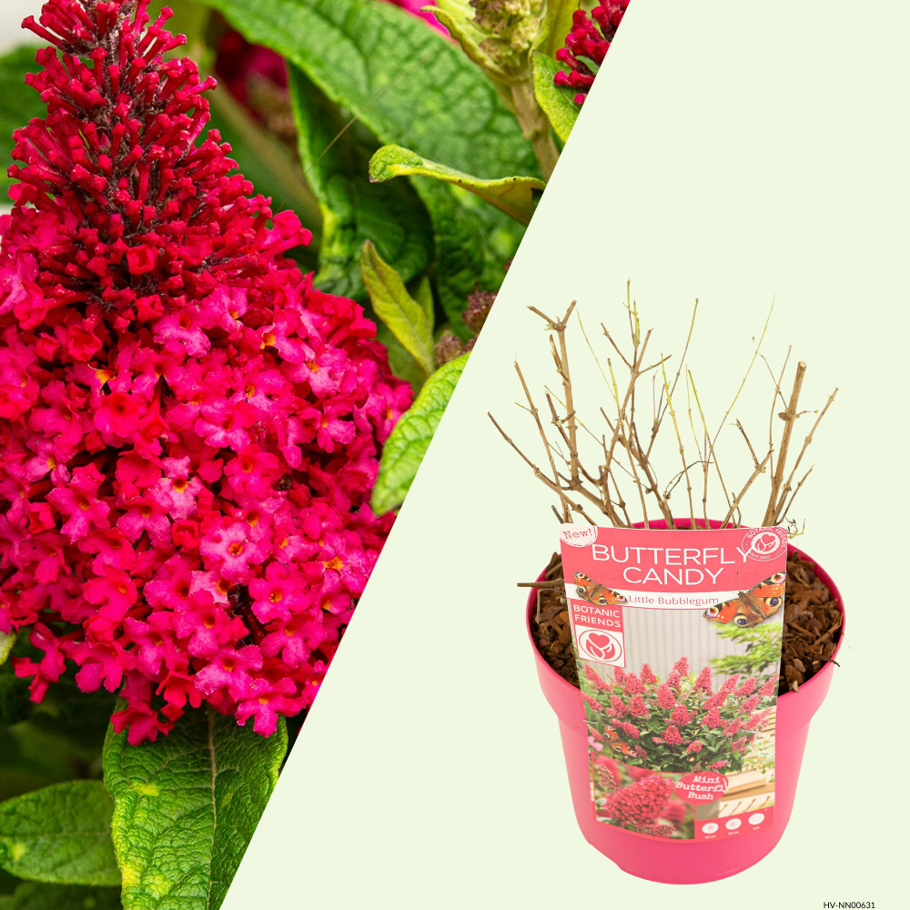 1 Vlinderstruik ‘Buddleja Butterfly Candy Little Bubblegum’ Ø19 cm ↕30 cm