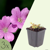 3 Ooievaarsbek ‘Geranium sanguineum Max Frei’ Ø9 cm ↕15 cm