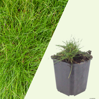 3  Zwenkgras ‘Festuca gautieri’ Ø9 cm ↕15 cm