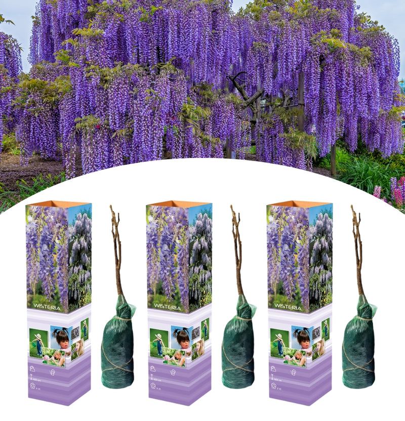 OH2 Set of 3 wisteria plants