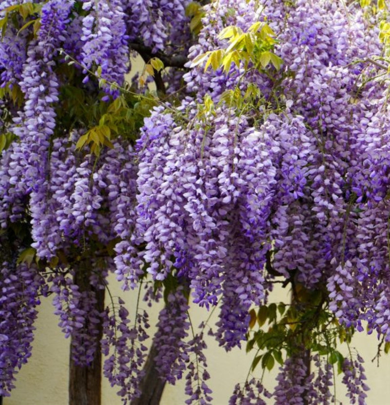 OH2 Set of 3 wisteria plants