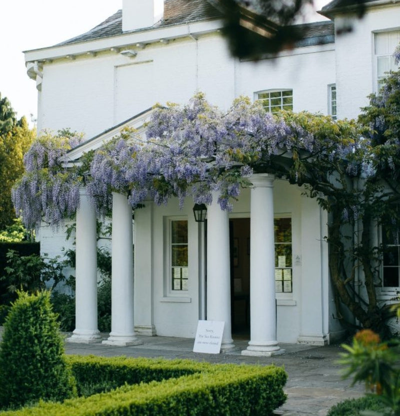 OH2 Set of 3 wisteria plants